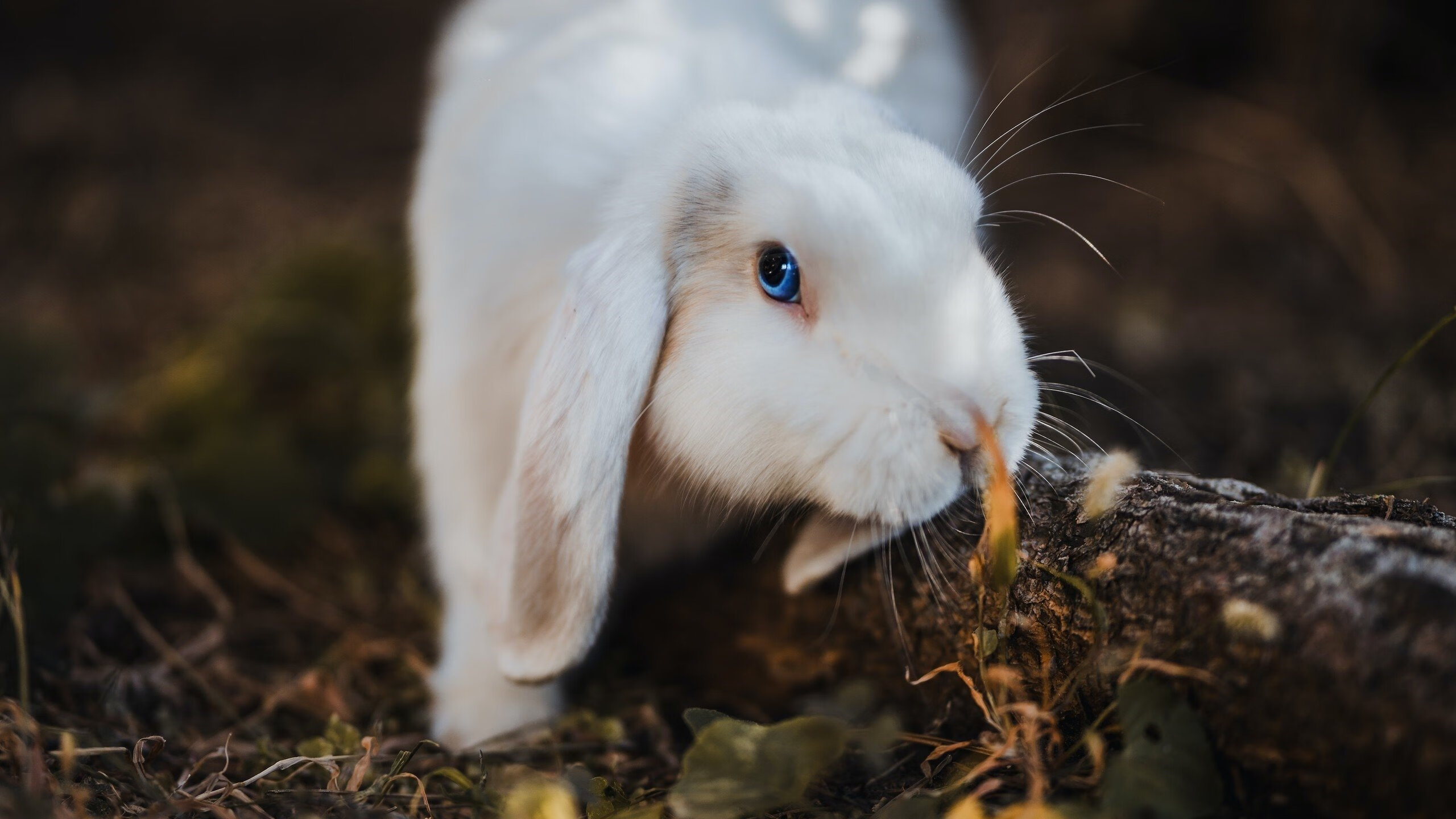 加的斯战胜毕尔巴鄂,实现四连胜,加的斯和巴萨