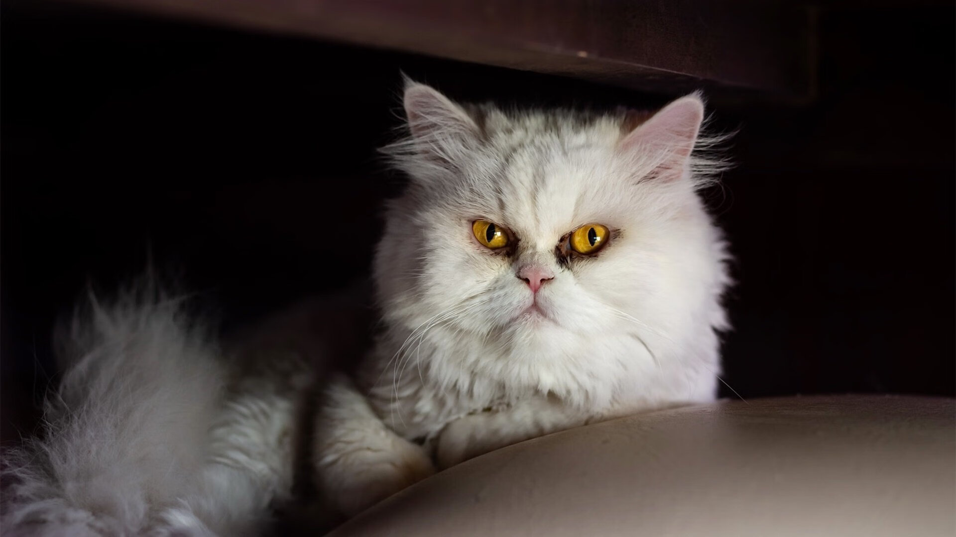 乐鱼电竞在线平台登录入口-墨西哥队备战夏季联赛，测试阵容深度，墨西哥联赛(春季)