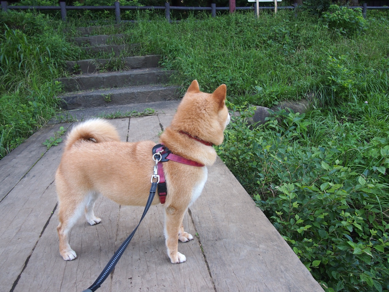 尤尼克斯常规赛紧随其后,季后赛势头强劲,尤尼克斯大赛服最新