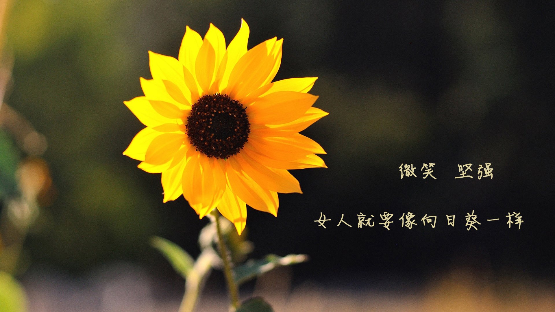 布鲁诺·卡博克洛在NBA夏季联赛中展现团队合作精神,布鲁卡洛斯