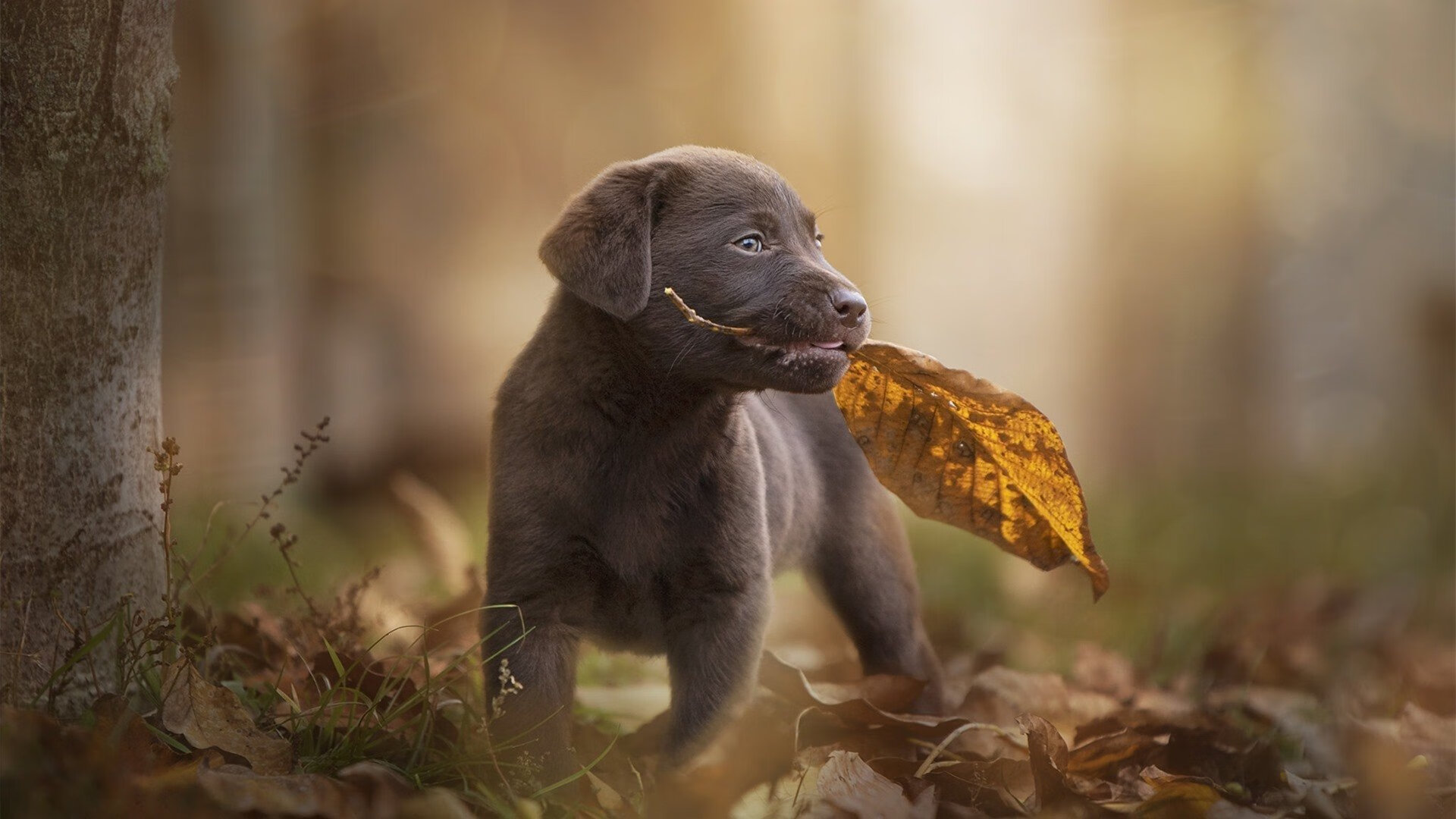 APP下载 LY Sports-布鲁诺·卡博克洛在NBA夏季联赛中展现比赛智慧，布鲁诺-卡波科洛