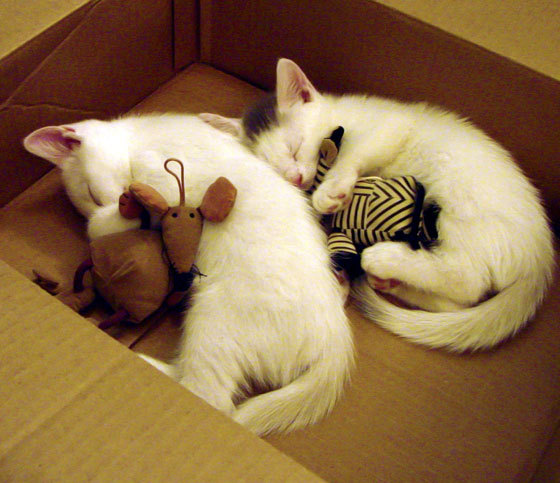 意甲是否可通过数字转型扩大影响力，意甲体系