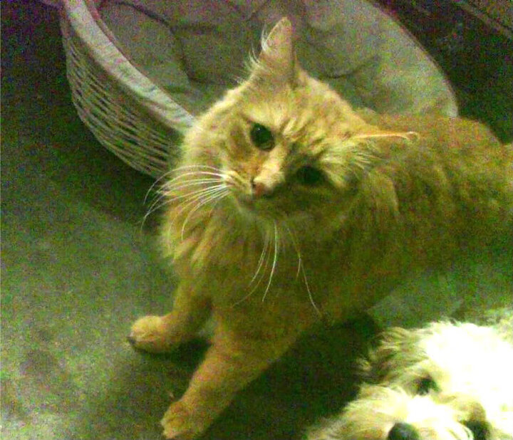 乐鱼app-意甲是否能通过稳定战术风格赢回球迷，意甲开始