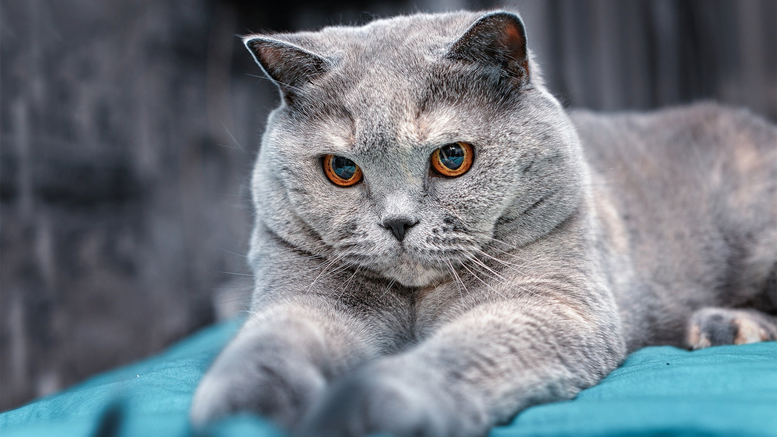 乐鱼（中国）体育官方网站-意甲最新积分榜，AC米兰实现逆袭，意甲ac米兰引援最新新闻