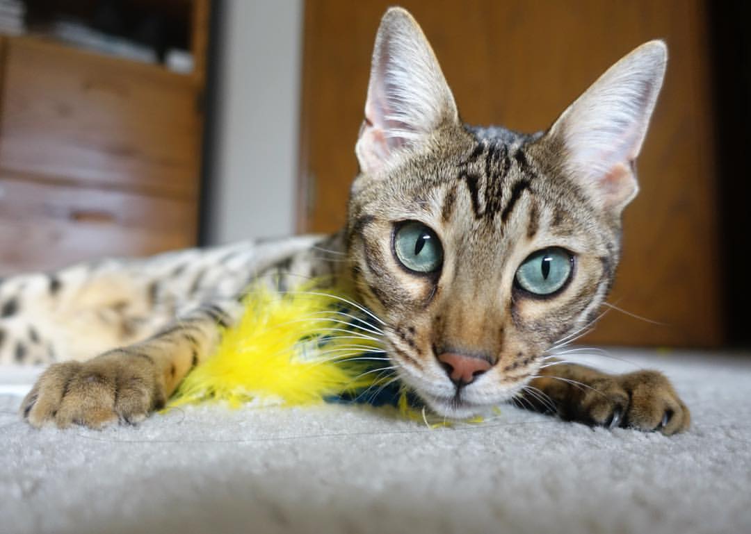 乐鱼体育登录-湖人击退国王，詹姆斯关键上篮完成准绝杀，詹姆斯伤退湖人什么时候复出