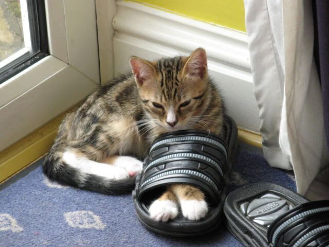 阿森纳客场击败纽卡斯尔,大胜铺路冲顶,英超阿森纳对纽卡斯尔