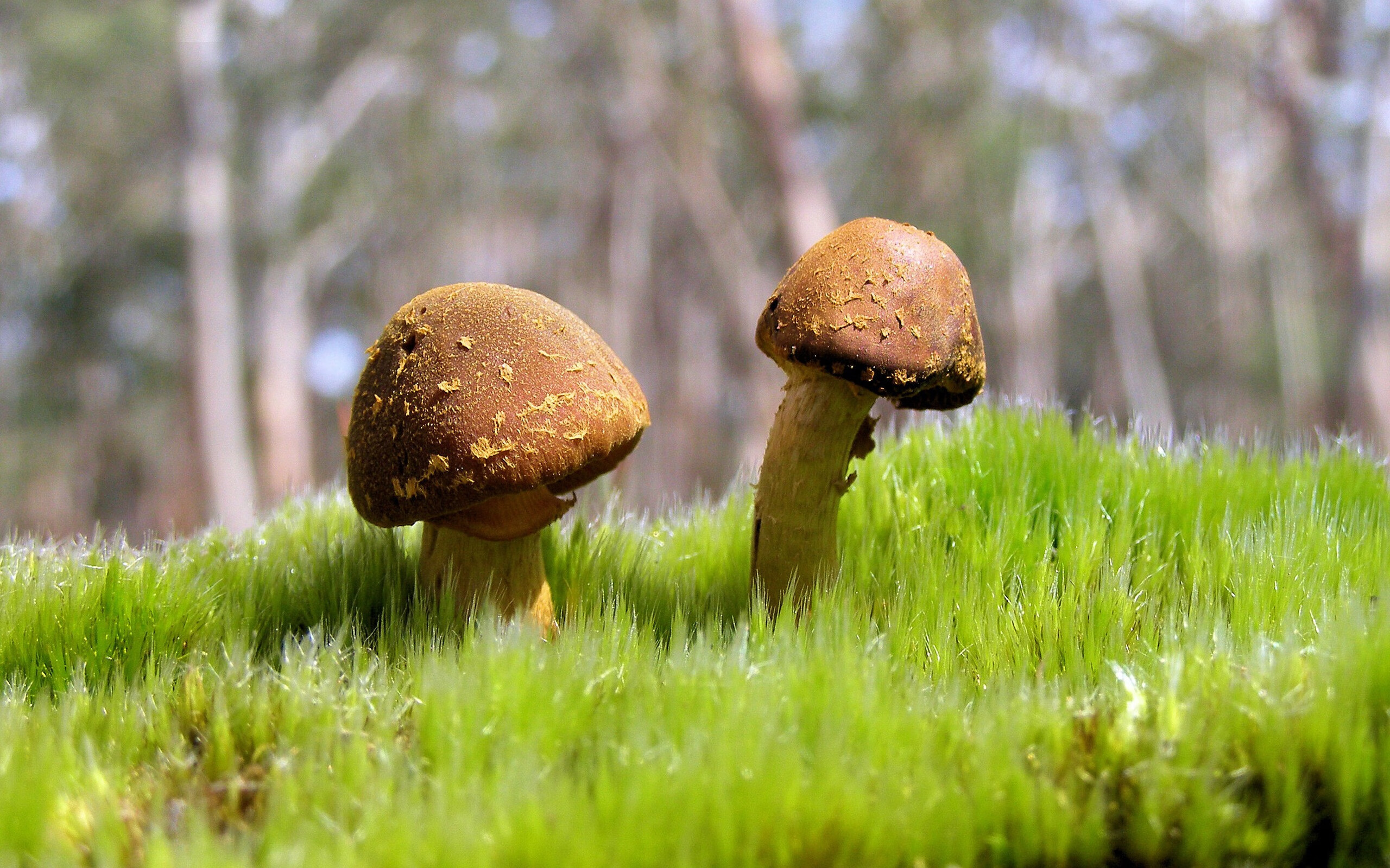 加拿大队赛制研究:如何在复杂赛制中实现团队协作的最大化,加拿大赛区落选赛