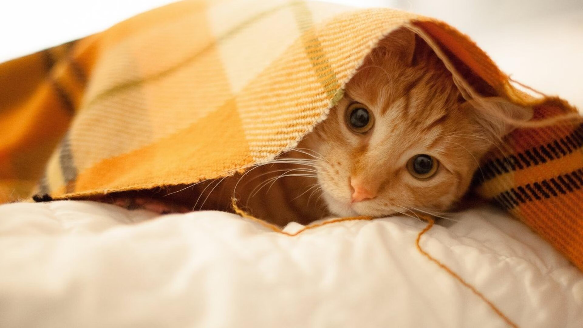 乐鱼电竞在线平台登录入口-比利时水球攻防转换迅速，比利时水平