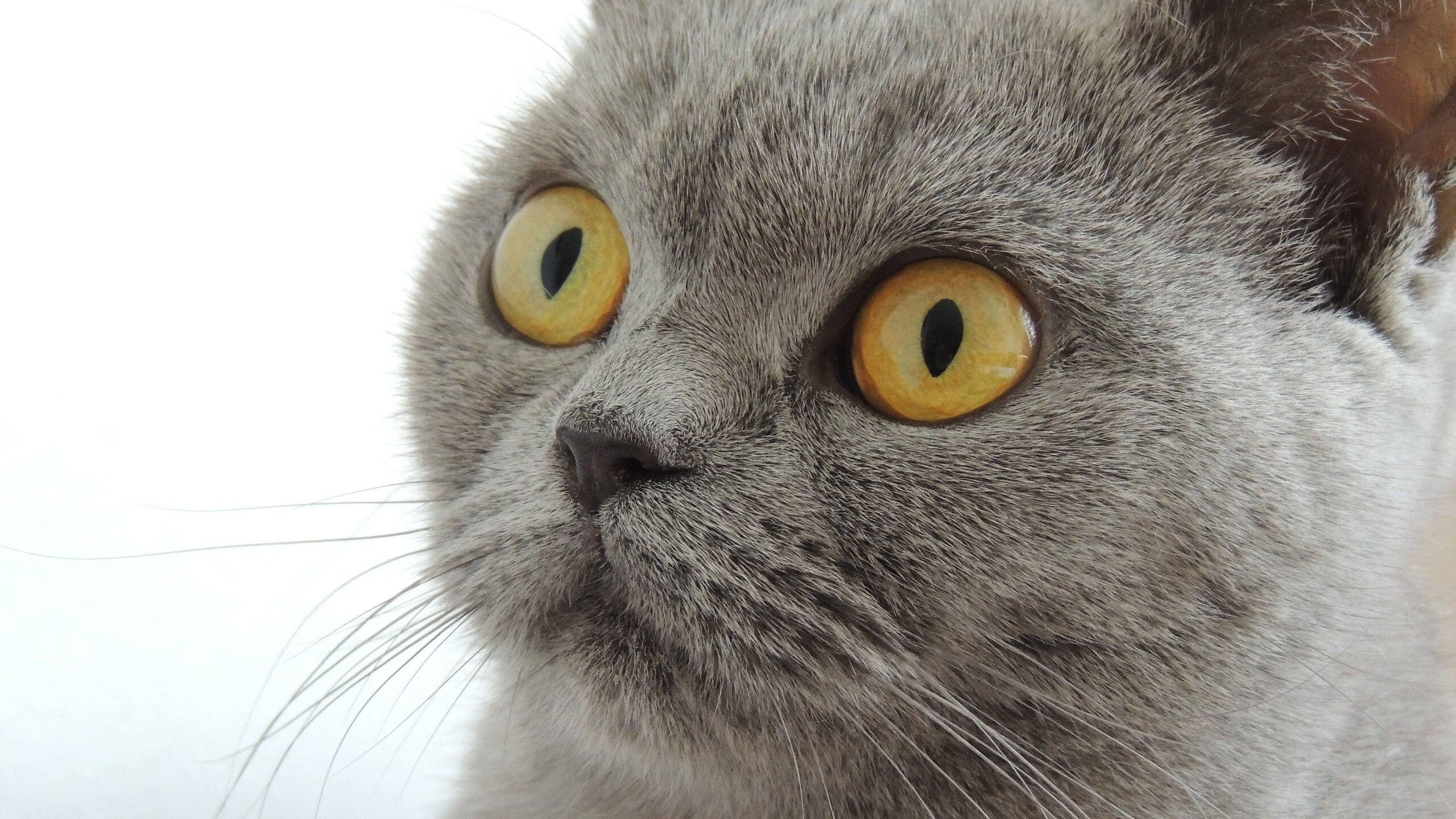 乐鱼电竞· (中国)官方网站-男篮亚洲预选赛即将开打各国代表队积极筹备备战，男篮亚洲预选赛程