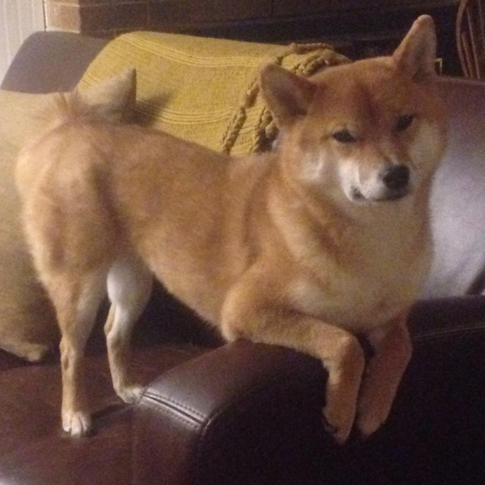 英超冲刺高潮：精彩不停，悬念不断！，英超read