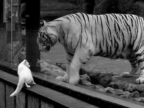 陈艺文赛后谈跳水心态，陈艺文领奖